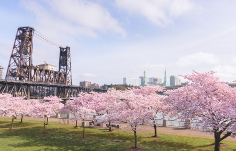 Portland cherry blossoms with the Hawthorne bridge